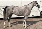 Oldenburg - Horse for Sale in Frankfurt, 60311 Oldenburg - Horse for Sale in Frankfurt, 60311