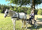 Quarter Horse - Horse for Sale in O Brien, FL 32071