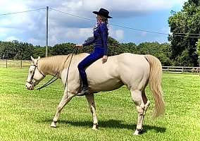 Quarter Horse (Quarter Horse, Gelding) in O Brien, FL
