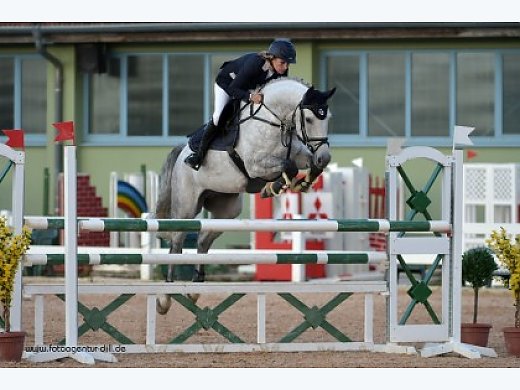 Talented Young Horses