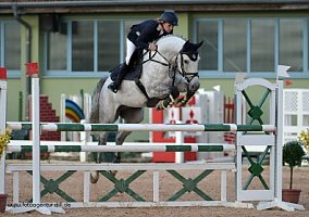 Warmblood (Warmblood, Gelding)