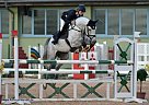 Holsteiner - Horse for Sale in Darmstadt, 64372 Holsteiner - Horse for Sale in Darmstadt, 64372