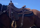 2020 Other Horse Saddle in Burleson, Texas