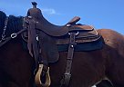 Ko Elite cow Horse 2020 Other Horse Saddle in Burleson, Texas