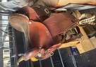 16” Sqhb Barrel Saddle 2020 Dakota Horse Saddle in Stephenville, Texas