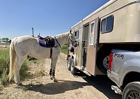 1988 Hart Horse Trailer in Rapelje, Montana